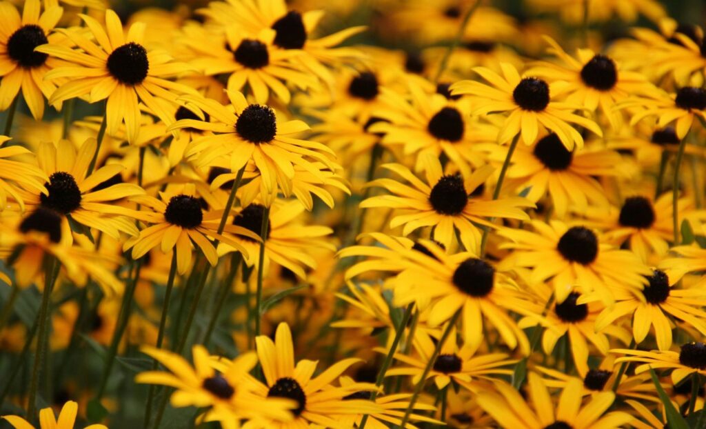 Black-eyed Susan Vine enchants us with its bright yellow, funnel-shaped petals