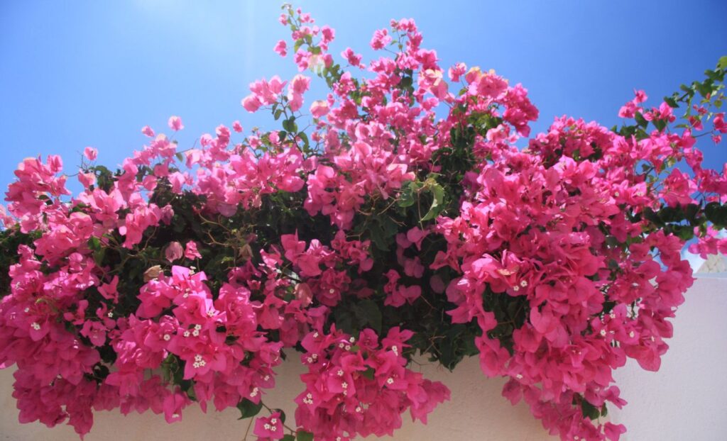 Bougainvillea are prized for their colorful bracts