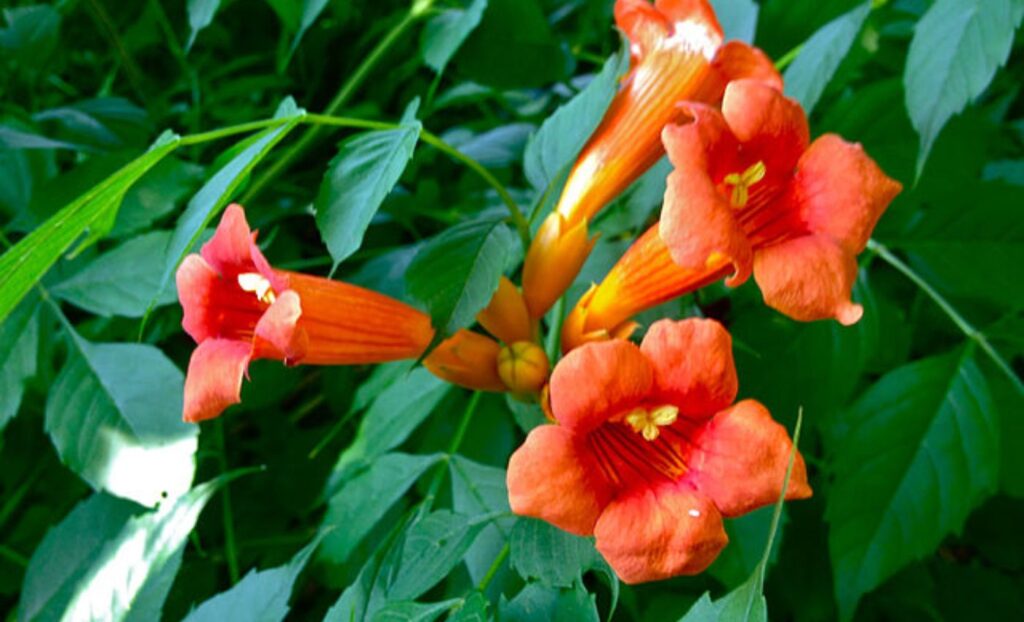 Hummingbird vine is a favorite among gardeners