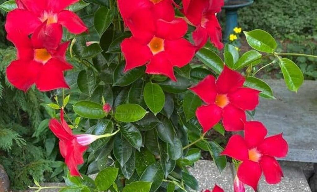 Mandevilla is a tropical vine