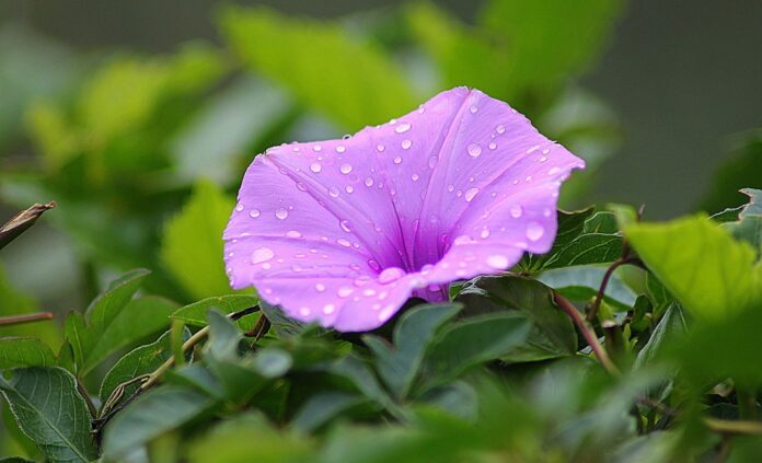 10 Stunning Flowers That Vine, Bloom All Summer, and Last the Longest