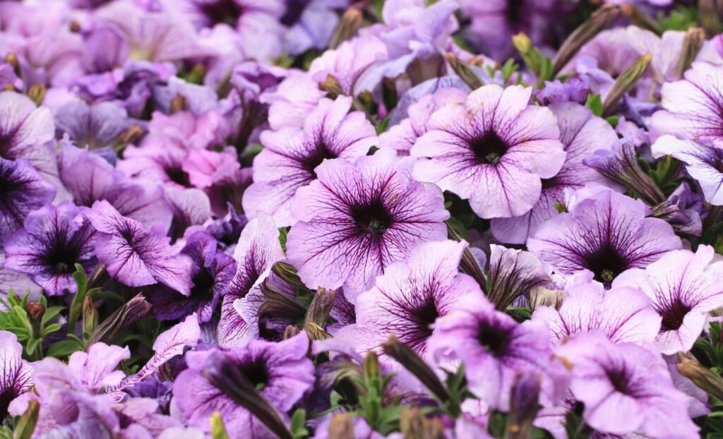 Gardeners adore morning glory because of its dazzling flowers and fast-growing nature