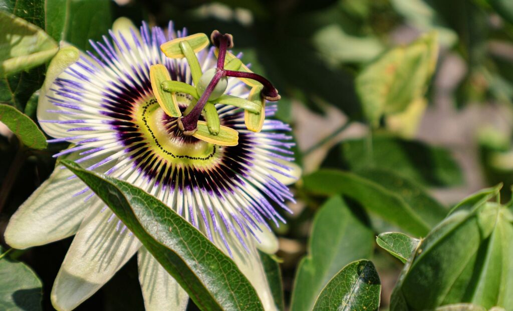 purple flowering vine known as passionflower