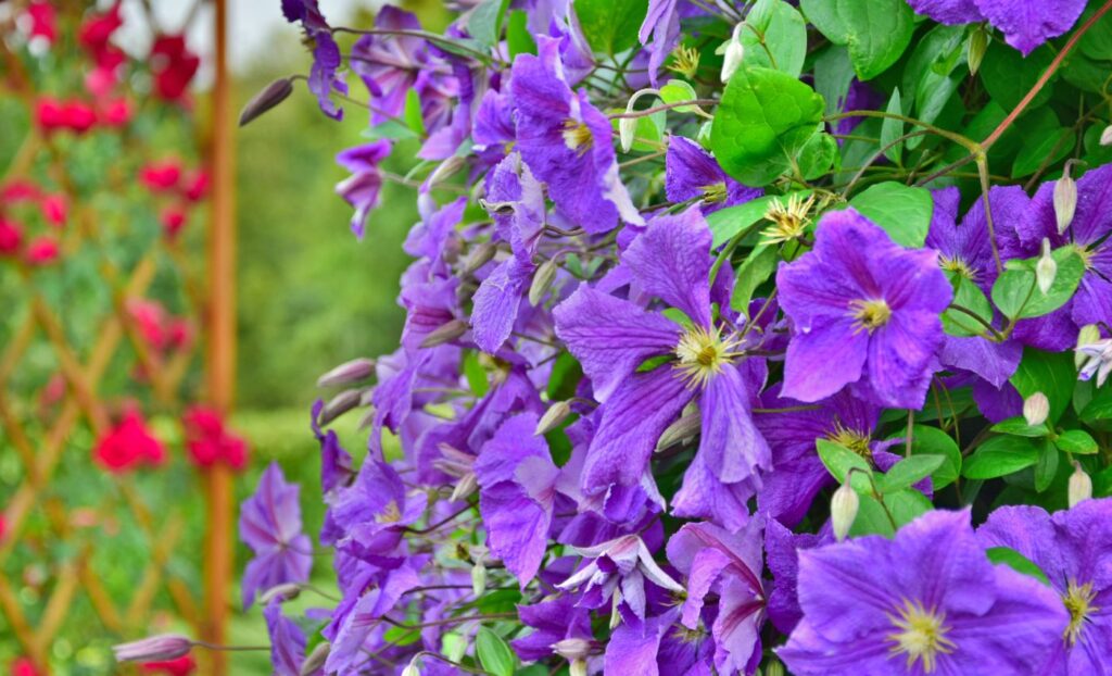 Clematis really comes into its own as a perennial vine for all seasons