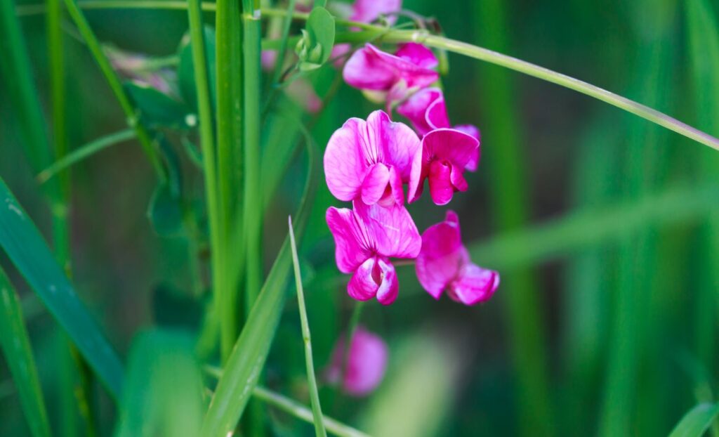 Sweet peas are annual, fragrant vines