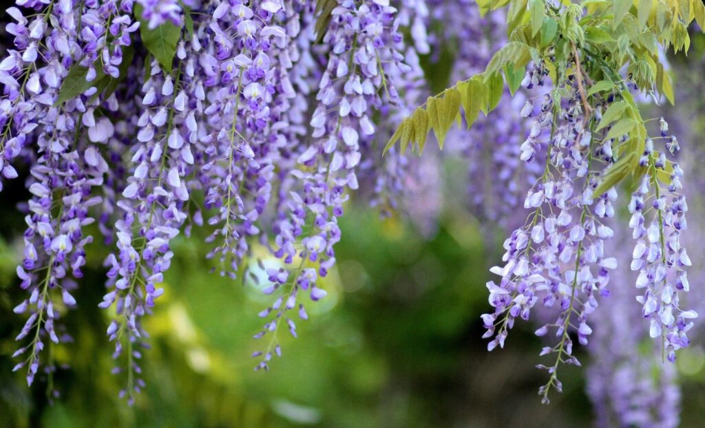 Wisteria is one of the most beautiful climbing vines